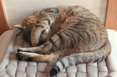 ハウスクリーニング