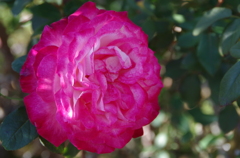 情熱の薔薇