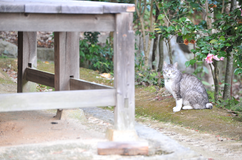 sea cat