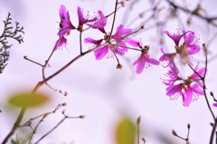 空中花