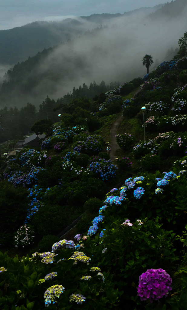 朝霧の三色花