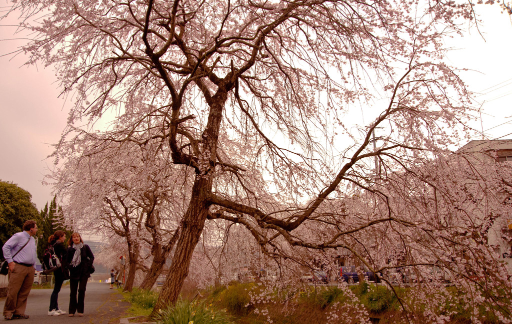 喜、しだれ桜