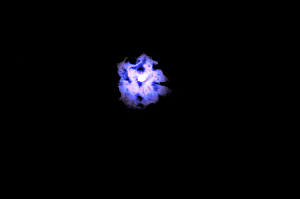 月の花　blue　moon