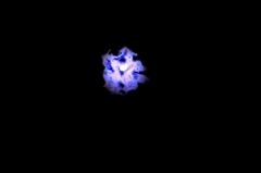 月の花　blue　moon
