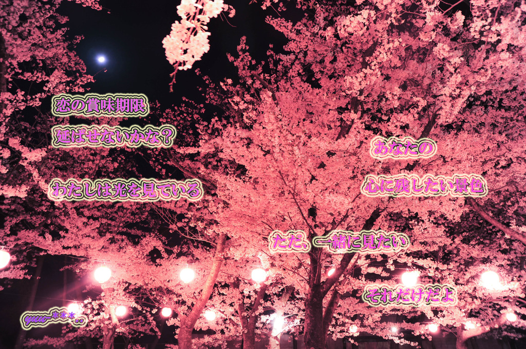 sakura14