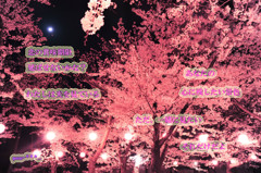 sakura14