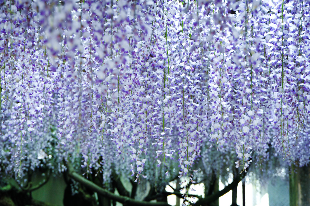 藤の蜃気楼