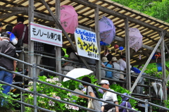 あじさい傘車