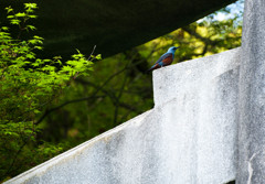 鳥居に鳥