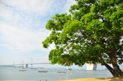 もみの樹＆瀬戸大橋