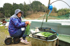 わけぎ出荷準備中
