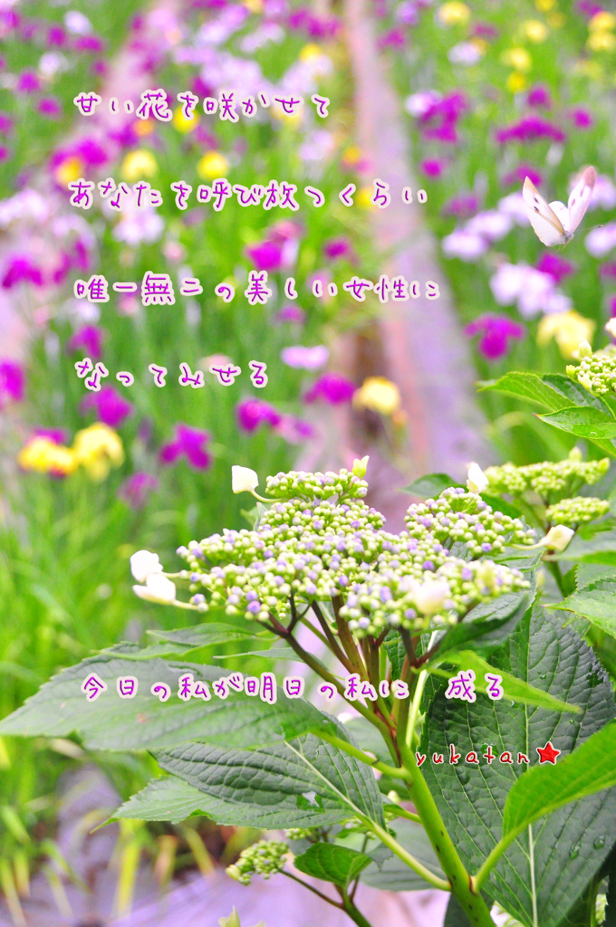 成蝶