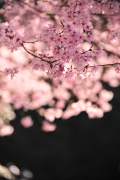 桜BlackChocolate