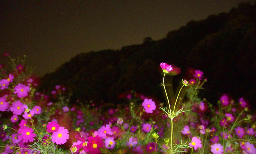 Night  pink  wind 
