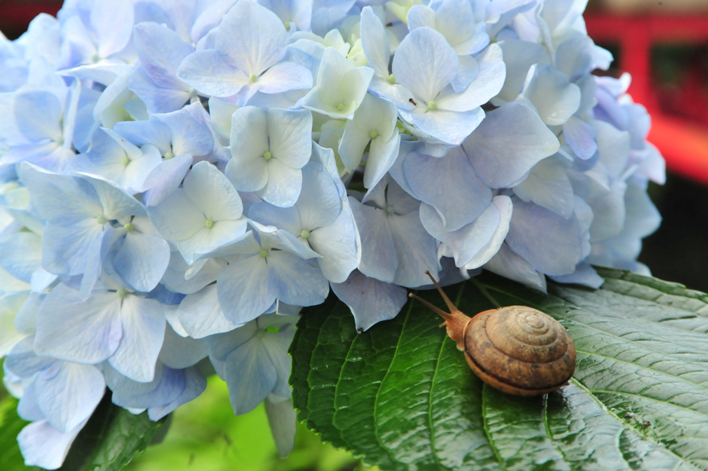 生子橋と紫陽花