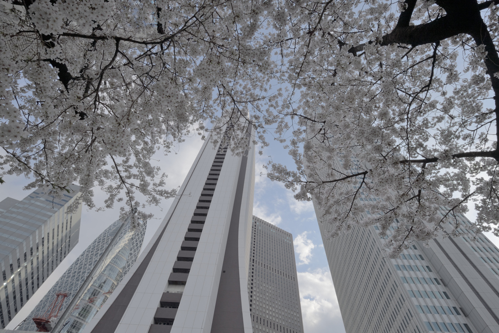 新宿桜