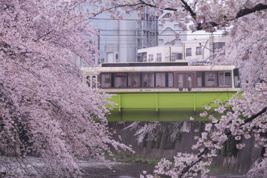 お花見電車