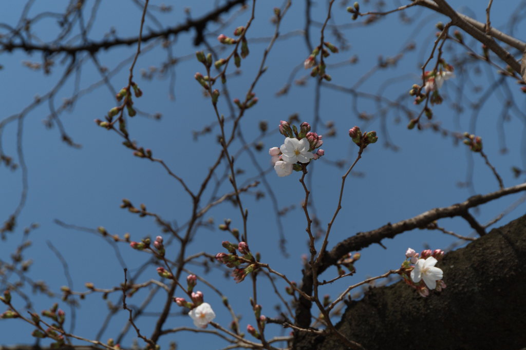 東京開花宣言2013.3.16