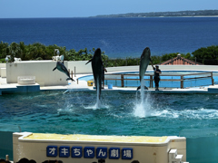 イルカショー