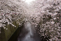 目黒の桜