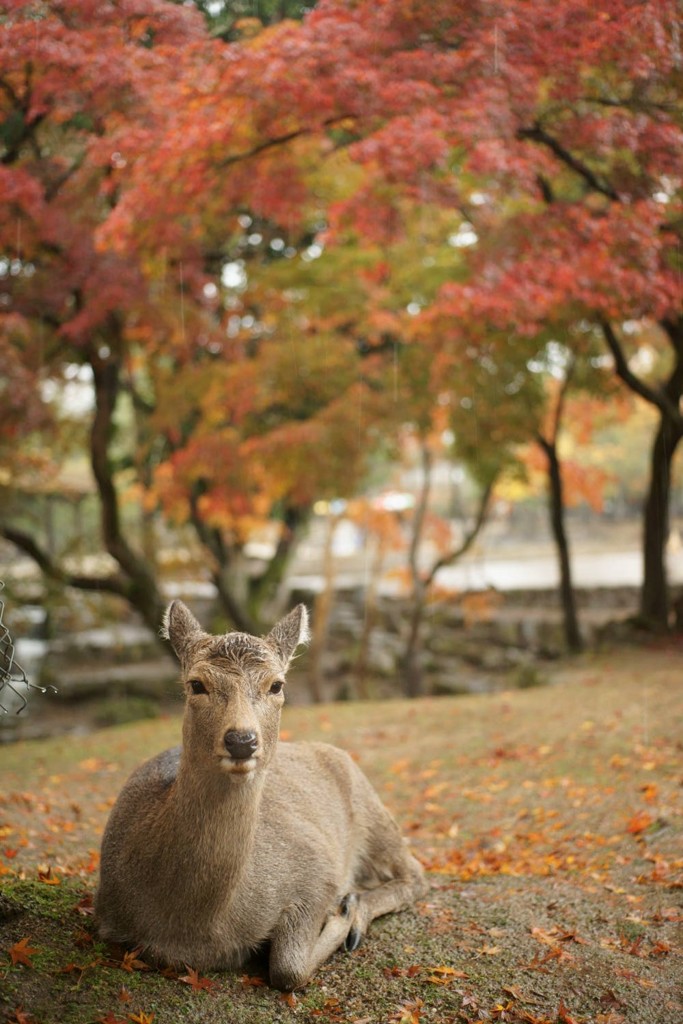 奈良公園