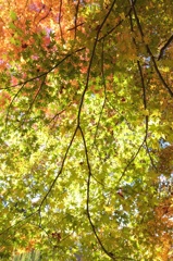 Green.