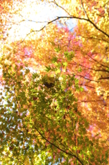 Autumn color. 