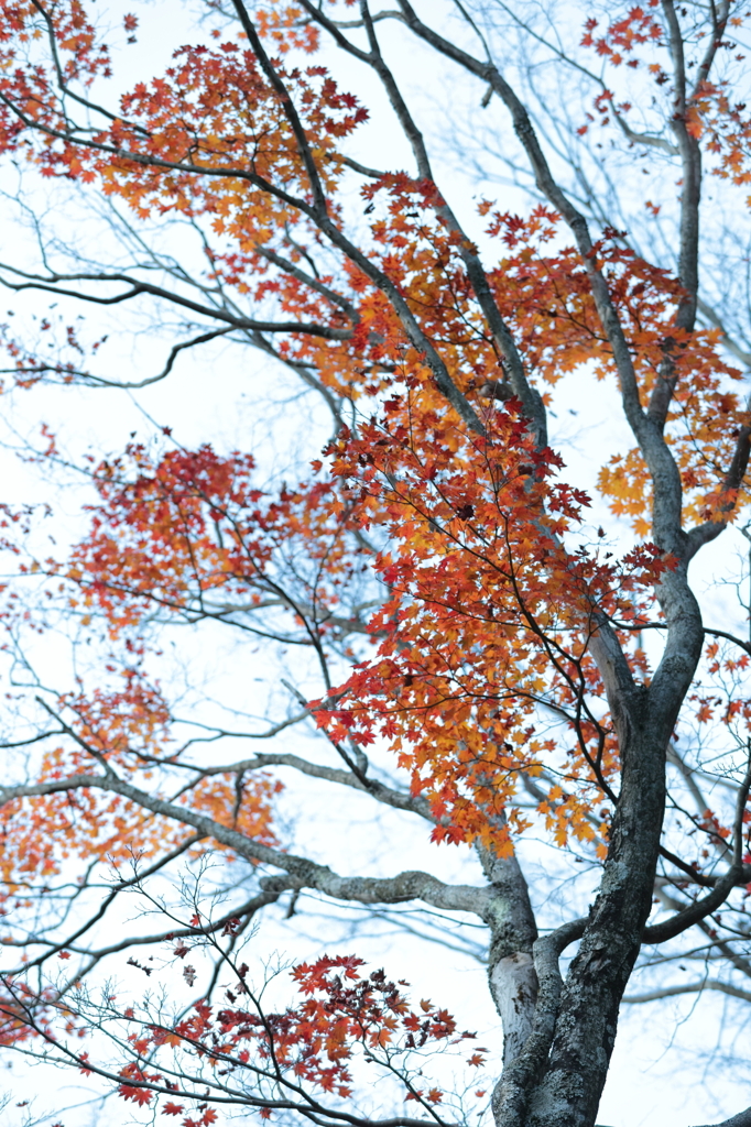 Autumn tree.