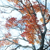 Autumn tree.