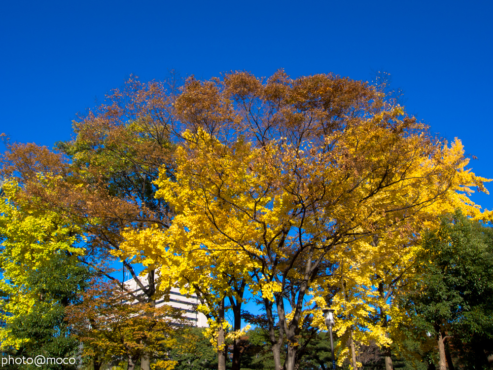紅葉と青い空