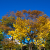 紅葉と青い空