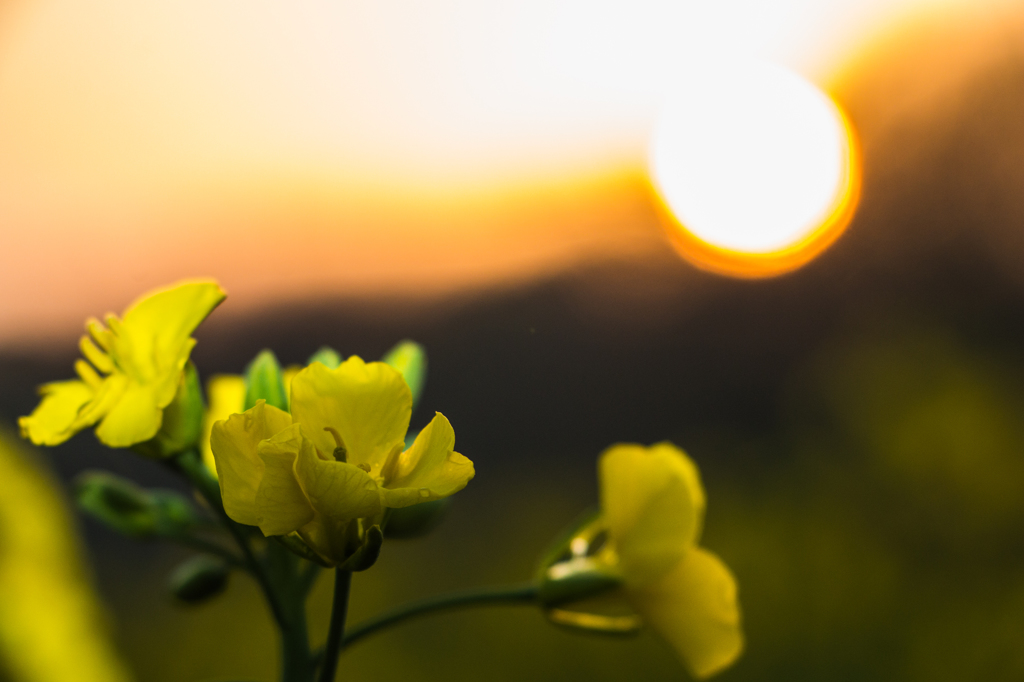 菜の花と夕日