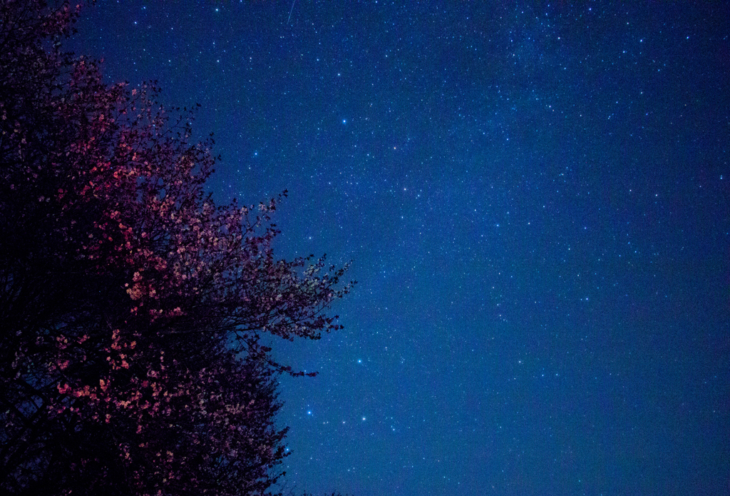 夜桜