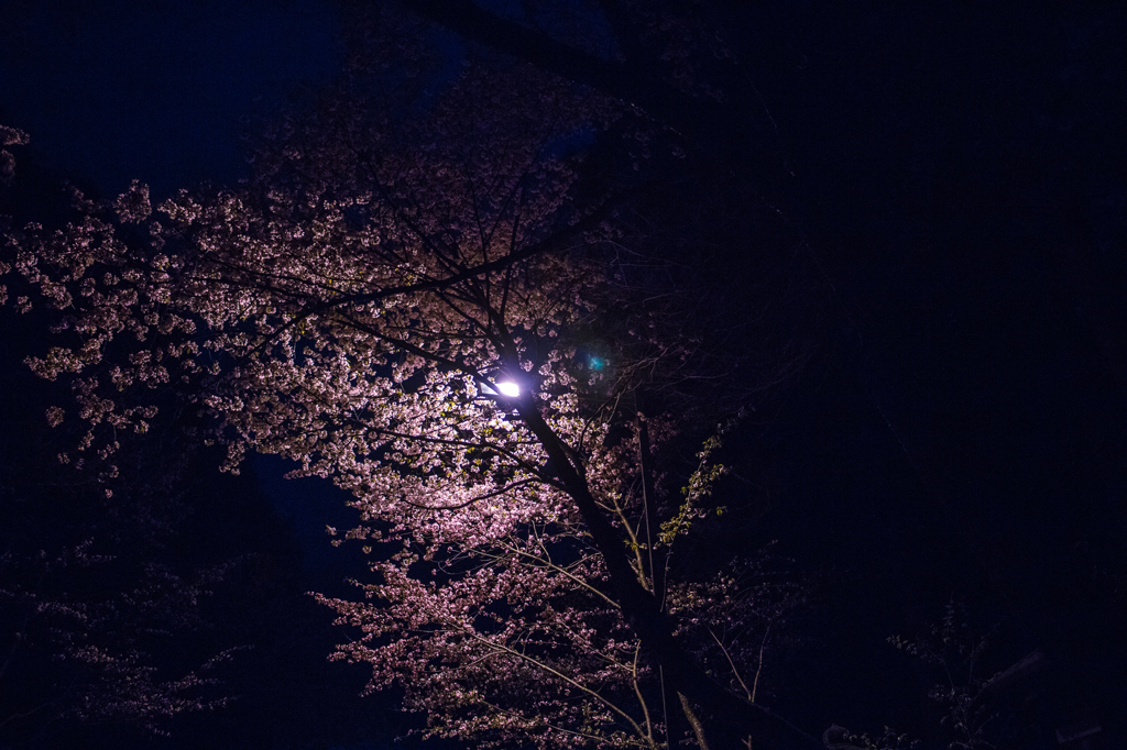 夜桜