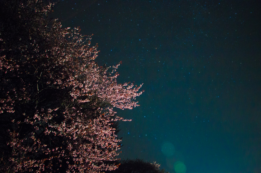 夜桜