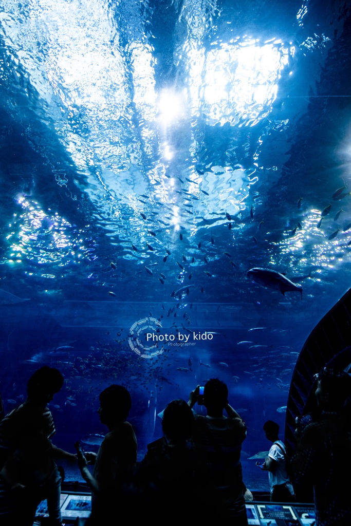 美ら海水族館