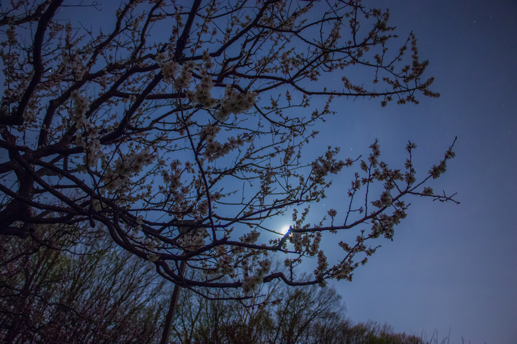 夜の梅