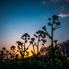 菜の花と夕日