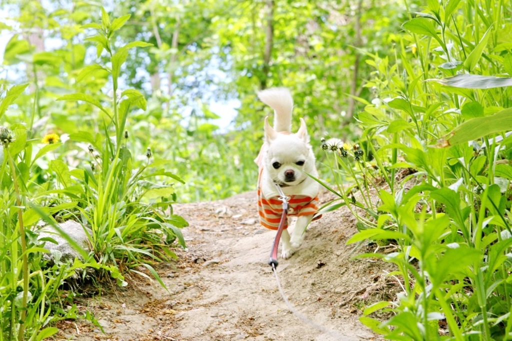 夏の想い出
