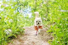 夏の想い出