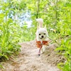 夏の想い出