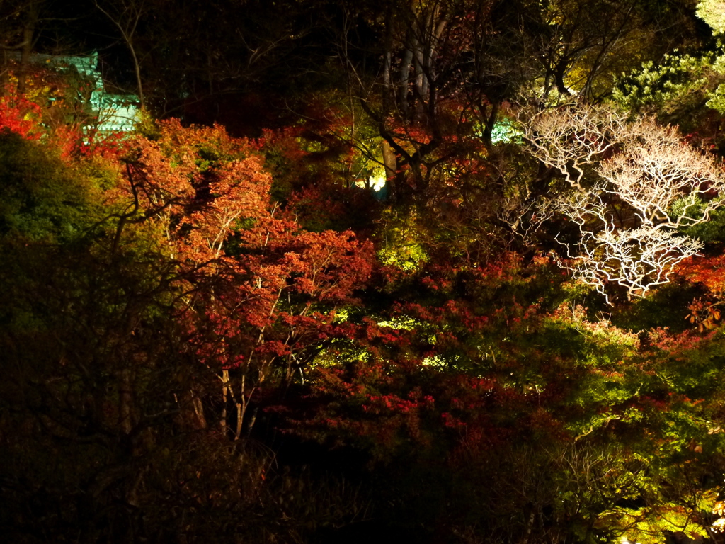 長谷寺の紅葉ライトアップ