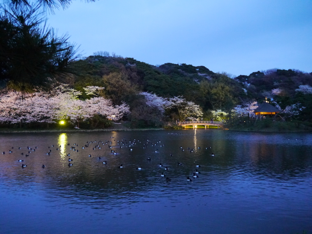 三溪園の夜桜2013