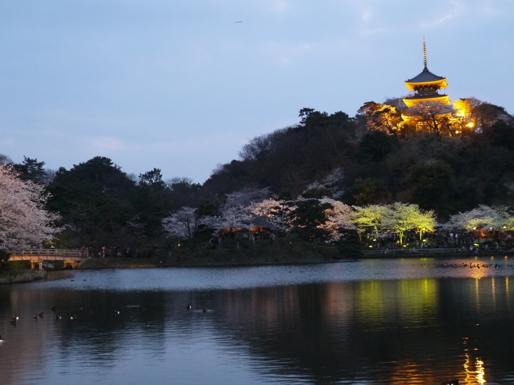 三溪園の夜桜2013