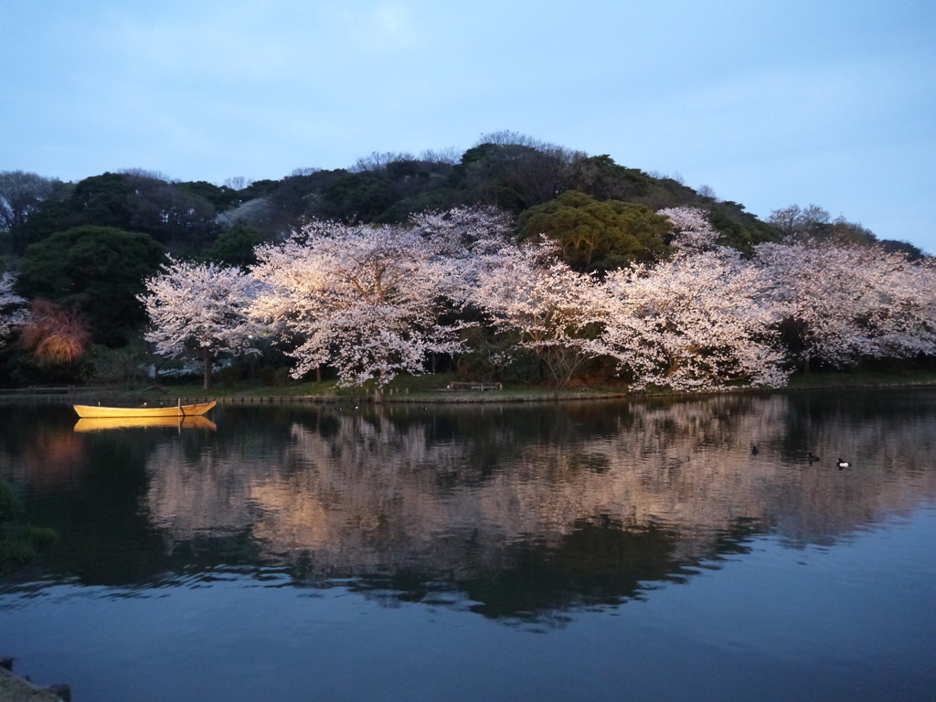 三溪園の夜桜2013