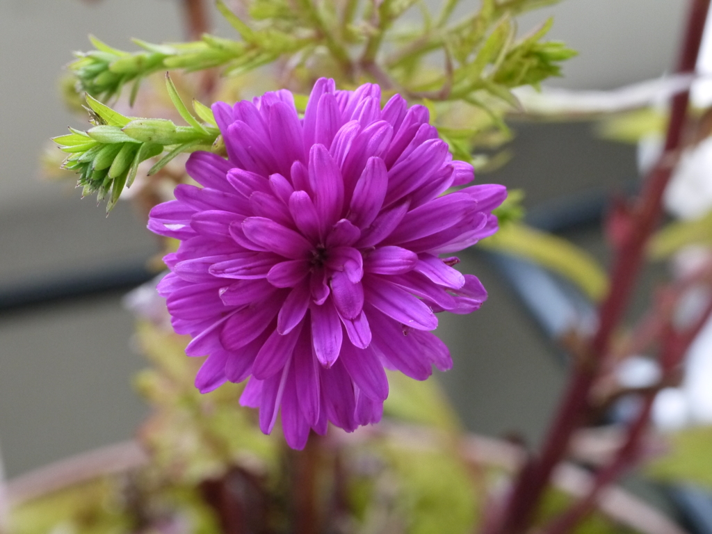 ベランダの花