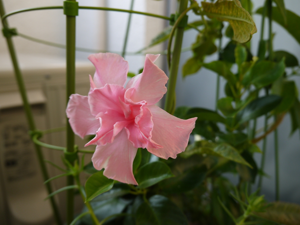 ベランダの花