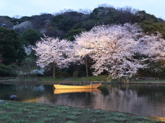 三溪園の夜桜2013