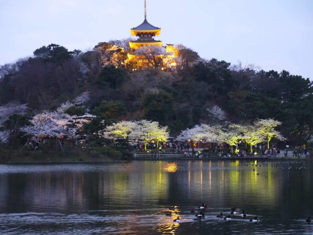 三溪園の夜桜2013