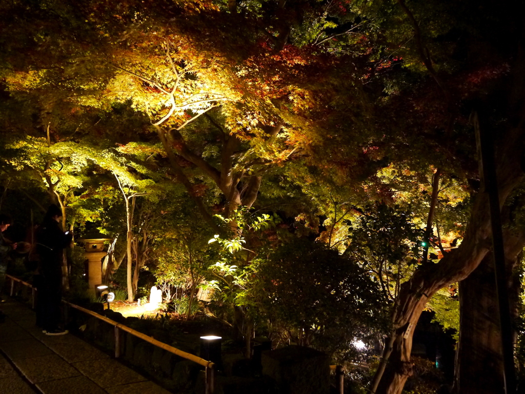 長谷寺の紅葉ライトアップ